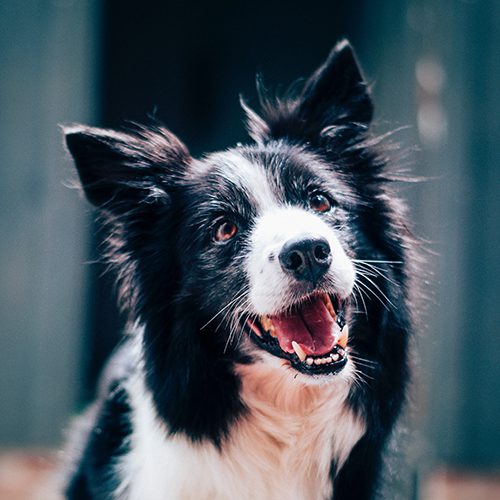blackWhiteDog500x500