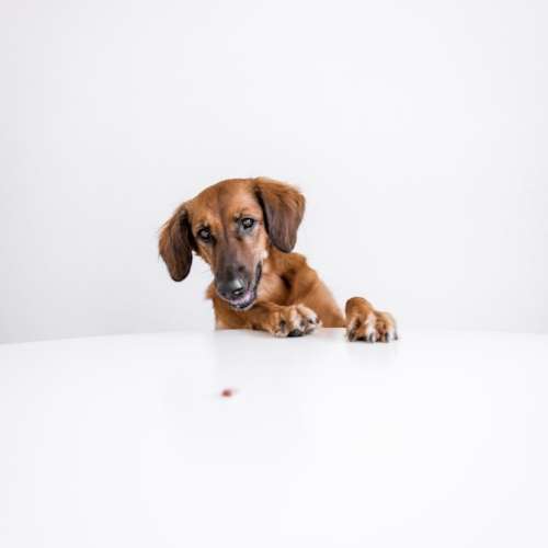 brown-dog-sitting-at-the-table-trying-to-reach-for-the-treat-nominated_t20_YV2aaW brown-dog-sitting-at-the-table-trying-to-reach-for-the-treat-nominated_t20_YV2aaW