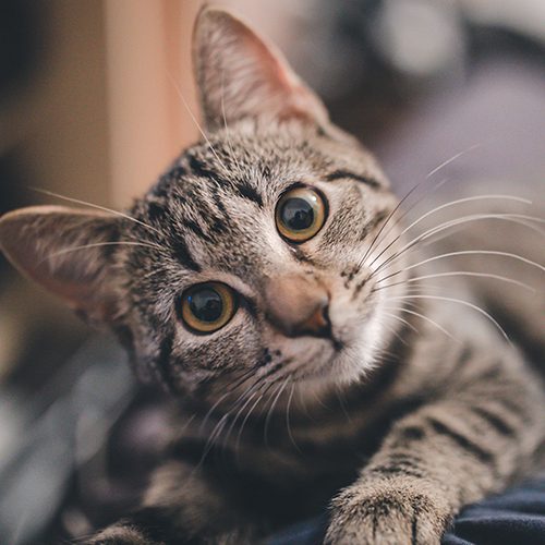 cat500x500
