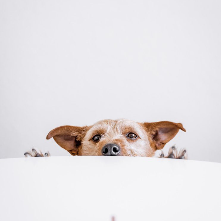 dog-peeking-from-under-the-table-nominated_t20_EnyaV8